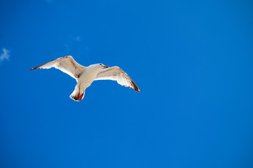 Seagull flying in the blue sky