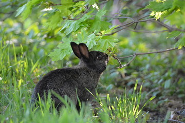 Black Rabbit 