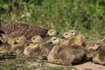 Canadian goose and fluffy cute baby goslings