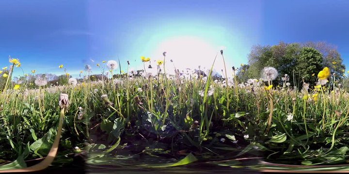 360VR, Wiese mit L&ouml;wenzahn und Pusteblumen, Taraxacum, VR360