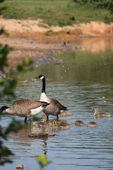 Canadian goose and tiny fluffy cute goslings