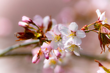 桜の頃