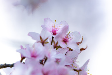 桜の頃