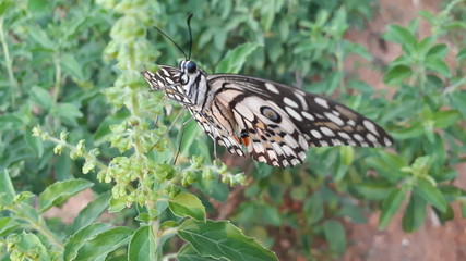 Fototapeta na wymiar butterfly on a tree