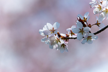 桜の頃