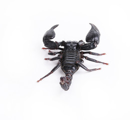 scorpion isolated on white background.