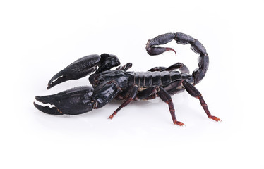 scorpion isolated on white background.