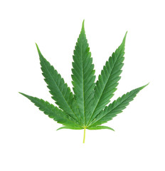 marijuana,marihuana or cannabis on white background.