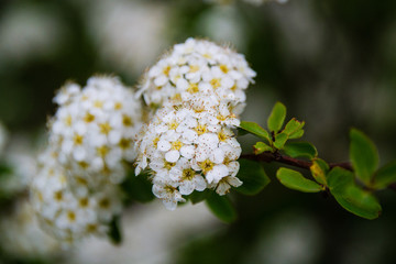Small white flowers on a branch of a bush in park in summer or spring