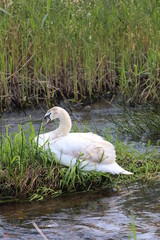 Large adult swan nesting and mothering cute   baby chicks 