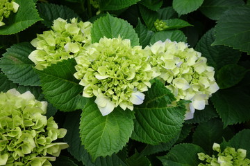 ５月の緑の紫陽花の花