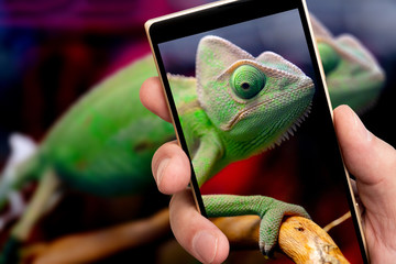 Green chameleon on smartphone screen. © sandipruel