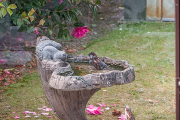 Sparrow (Passer domesticus) taking a bath in an ornate bird bath in an English country garden on a hot day. Captured from behind the glass of a greenhouse