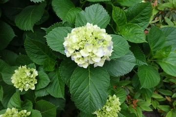５月の緑の紫陽花の花