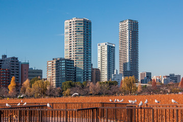 Group of building in the city with foreground of park and birds.
