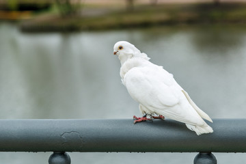 A rare breed of white dove sits on the railing of a small bridge in the park.