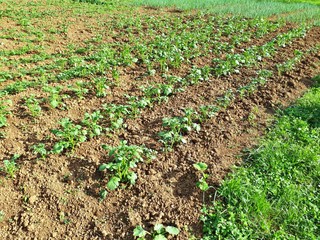 Rows of yellow potato growing on the farm