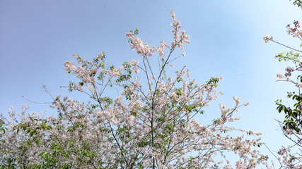 sakura flowers in the wind