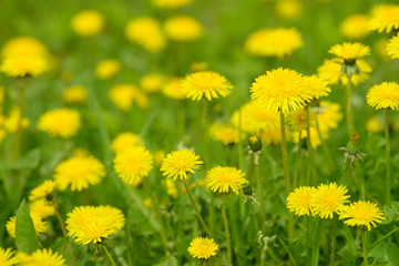 Yellow dandelion flowers (Taraxacum officinale). Dandelions field background on spring sunny day. Blooming dandelion. Medicinal wild herb. Medicine drug natural ingredient.