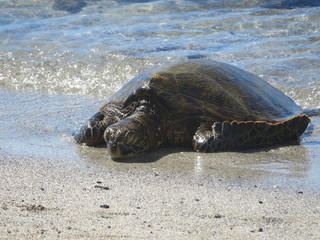 A beautiful green sea turtle resting at a beach on Big Island, Hawaii. 