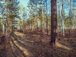 Spring forest.
The trees begin to turn green.