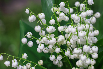 Lily of the valley spring background macro