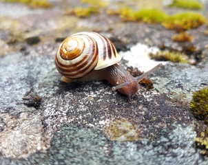 snail