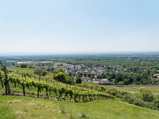 Fototapeta na wymiar Rheinlandschaft. Blick auf Oberrhein vom Isteiner Klotz, Vorgebirge zwischen den Dörfern Istein und Kleinkems über die Rheinauen 