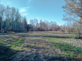 Spring forest.
The trees begin to turn green.
Blossom trees and Ledum in the forest. Flowering forest.