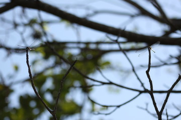 Fototapeta na wymiar pareja de libélulas