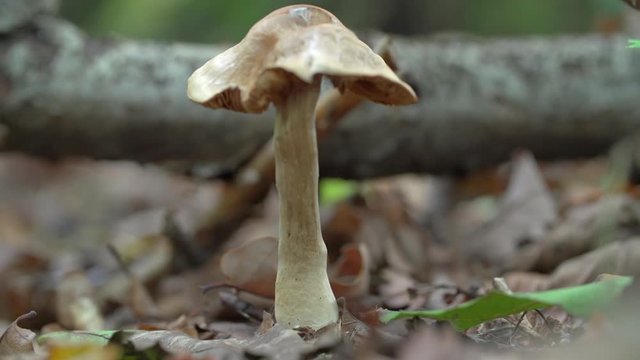 Close-up lockdown shot of tiny mushrooms growing amidst fallen dry leaves in forest - Steigerwald, Germany
