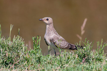 Sand Martin, (Riparia riparia) bird in the natural habitat.