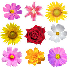 Red flowers, white, yellow, pink on a white background