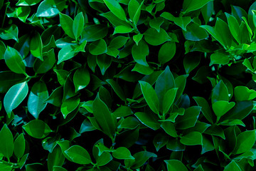 Green leaves for background and wallpaper