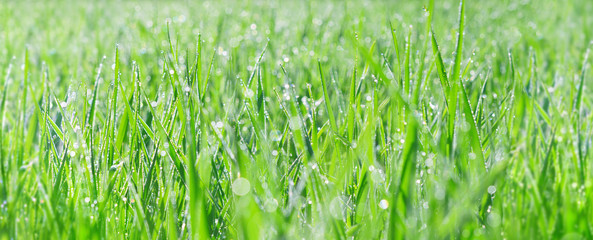 Wide spring nature advertisement banner - beautiful morning dew on the young grass in bright sunlight in the morning