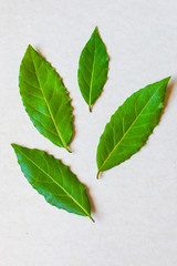 aromatic herbs - bay leaf