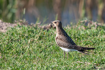 Sand Martin, (Riparia riparia) bird in the natural habitat.