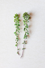 aromatic herbs - oregano