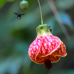 red and yellow flower and black bee