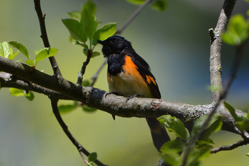 Fototapeta premium American Redstart Warbler male