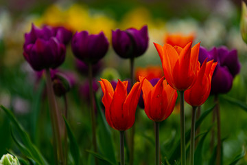 チューリップの森