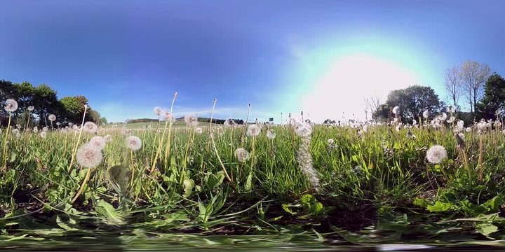 360VR, Wiese mit L&ouml;wenzahn und Pusteblumen, Taraxacum, VR360