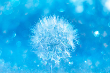 A close up of a magic dandelion on a blue background. Simplicity theory