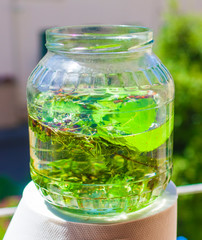 artisan produces liqueur with herbs and aromatic spices