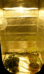 Cannabis growing in a grow box, ultraviolet lamps and foil set