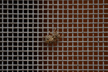 spider on window net macro photography