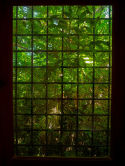 Leaves outside a church window