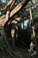 Woman standing under the huge banyan tree. Travels to amazing natural places