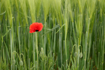 red poppy flower long rows young green planted rye, spike field, agricultural concept, growing crop, environmentally friendly plants, weeds