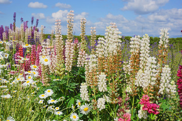 Lupinus, lupin, lupine field with colorful flowers under the blue sky . Bunch of lupines summer...